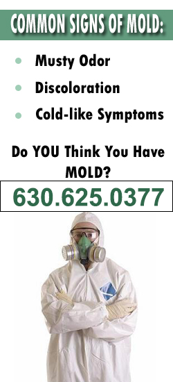 Bartlett Mold Remediation Contractor